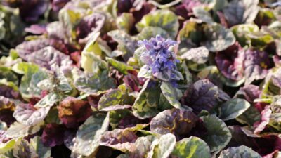 Ajuga reptans 'Burgundy Glow'