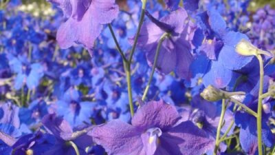 Delphinium grandiflorum 'Blauer Zwerg'