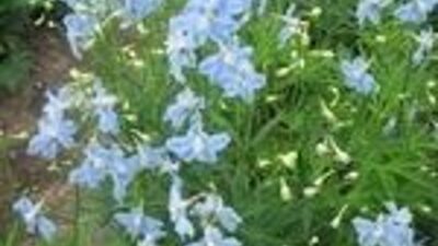 Delphinium x bell. 'Capri'
