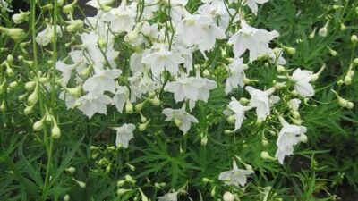 Delphinium x bell. 'Moerheimii'