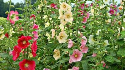 Alcea ficifolia