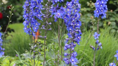 Delphinium x elatum 'Lanzenträger'