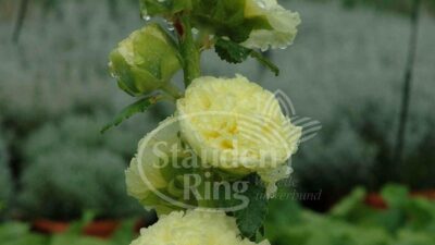 Alcea rosea 'Pleniflora gelb'