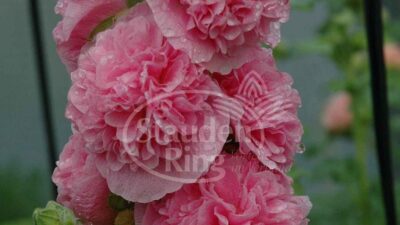 Alcea rosea 'Pleniflora rosa'