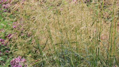 Deschampsia cespitosa 'Bronzeschleier'