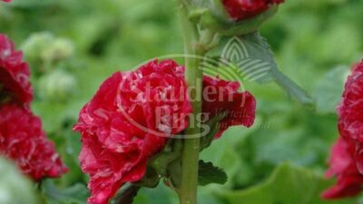 Alcea rosea 'Pleniflora rot'