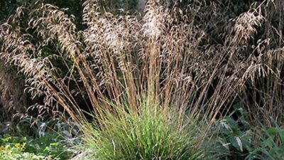 Deschampsia cespitosa 'Tardiflora'