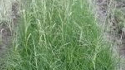 Deschampsia cespitosa 'Tauträger'