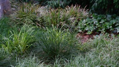 Deschampsia cespitosa