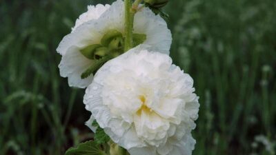 Alcea rosea 'Pleniflora weiss'