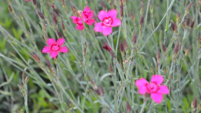 Dianthus deltoides 'Leuchtfunk'