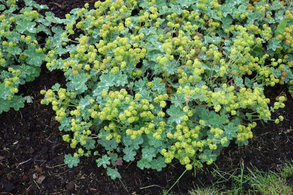 Frauenmantel - Alchemilla erythropoda