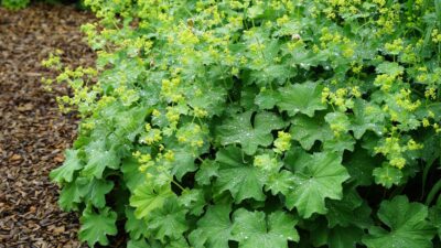 Alchemilla mollis