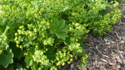 Alchemilla xanthochlora