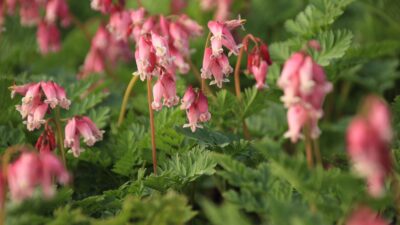 Dicentra formosa 'Luxuriant'