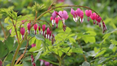 Dicentra spectabilis