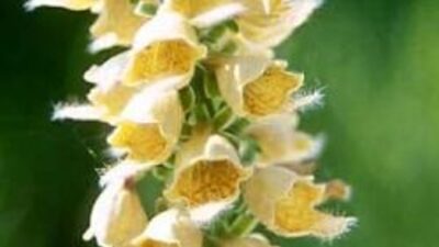 Digitalis ferruginea 'Gelber Herold'