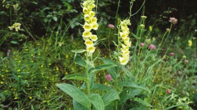 Digitalis grandiflora