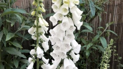 Digitalis purpurea 'Alba'