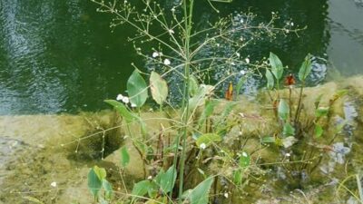 Alisma plantago-aquatica