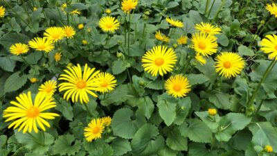 Doronicum orientale 'Magnificum'