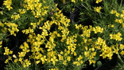 Draba aizoides