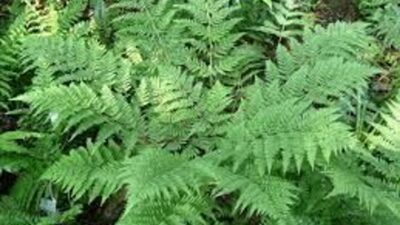 Dryopteris dilatata (austriaca)