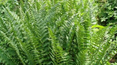 Dryopteris filix-mas 'Barnesii'
