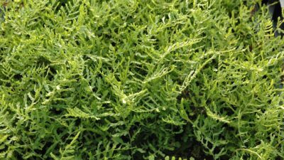 Dryopteris filix-mas 'Linearis Polydactylon'