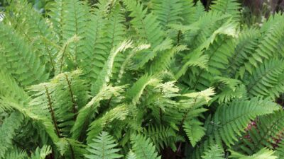 Dryopteris filix-mas