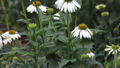 Echinacea purpurea 'Alba'