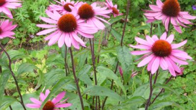 Echinacea purpurea 'Magnus'