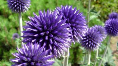 Echinops bannaticus 'Taplow Blue'