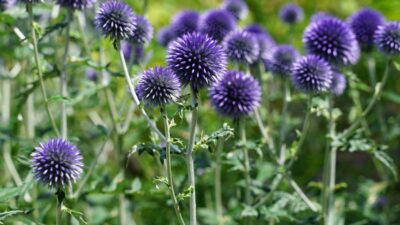 Echinops ritro 'Veitch's Blue'