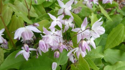 Epimedium grandiflorum 'Rose Queen'