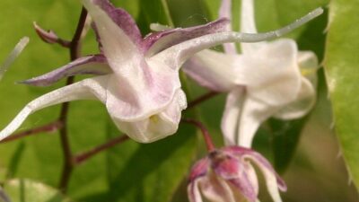 Epimedium grandiflorum