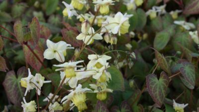 Epimedium pinnatum ssp. colchicum