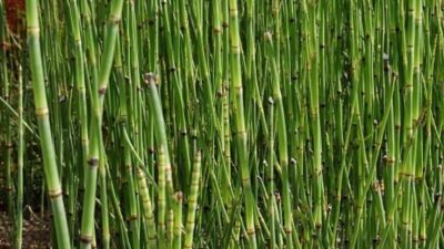 Equisetum hyemale var. robustum
