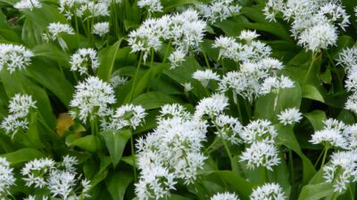 Allium ursinum