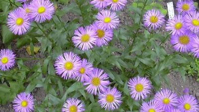 Erigeron speciosus 'Azurfee'