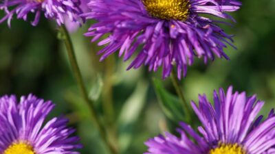 Erigeron x cult. 'Schwarzes Meer'