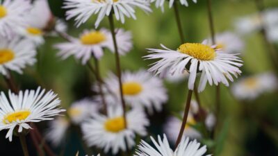 Erigeron x cult. 'Sommerneuschnee'