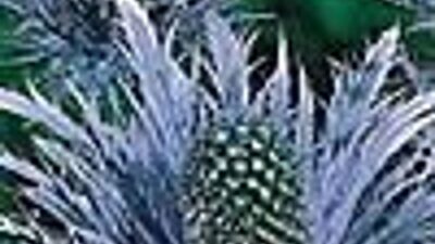 Eryngium alpinum 'Blue Star'
