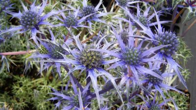Eryngium bourgatii