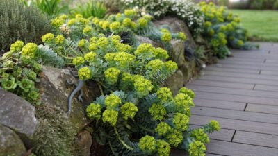 Euphorbia myrsinites