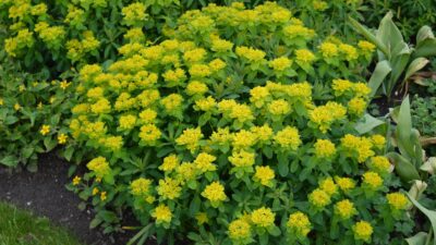 Euphorbia epithymoides (polychroma)