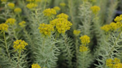 Euphorbia seguieriana ssp. niciciana