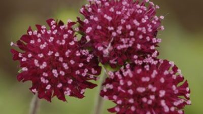 Knautia macedonica 'Mars Midget'