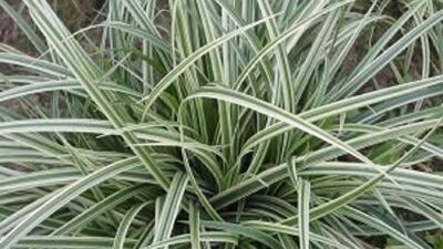 Carex cult. 'Silver Sceptre'