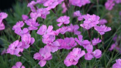 Dianthus gratianop. 'Eydangeri'